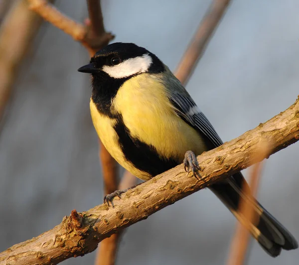 Malerische Ansicht Der Schönen Meise Vogel — Stockfoto