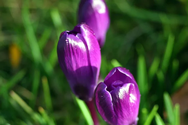 Första Våren Blommor Krokus — Stockfoto