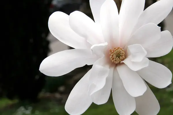 Magnolia Flowers Bloom Spring — Stock Photo, Image