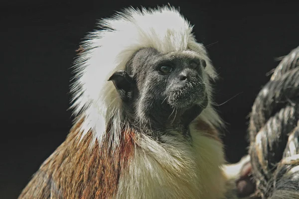 Animales Diferentes Enfoque Selectivo — Foto de Stock