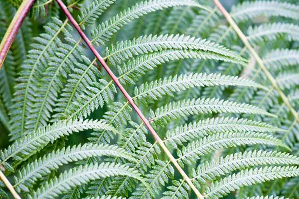 Close View Fern Leaves — Stock Photo, Image