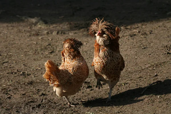 Dwarf Paduan Rooster Hen — Stock Photo, Image