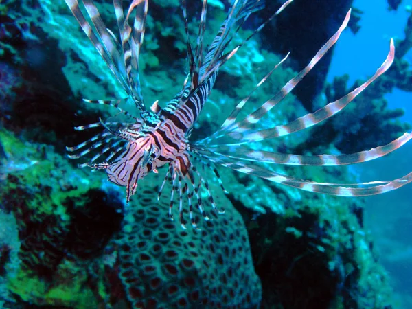 Underwater Sea Water Lionfish — Stock Photo, Image