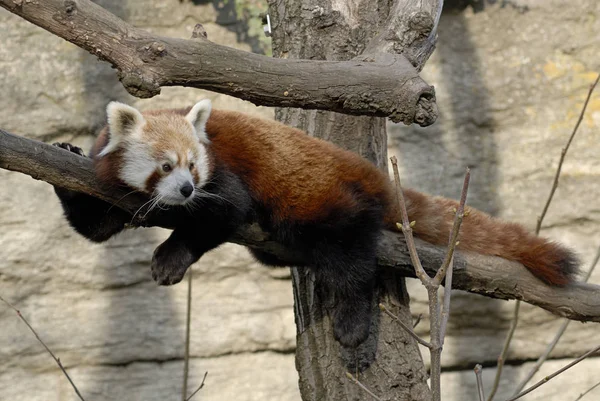 Roter Panda Ailurus Fulgens lizenzfreie Stockfotos