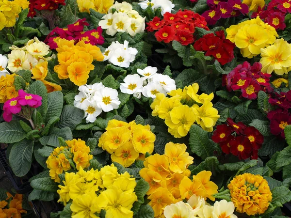 Primeln Blumen Flora Und Blütenblätter — Stockfoto