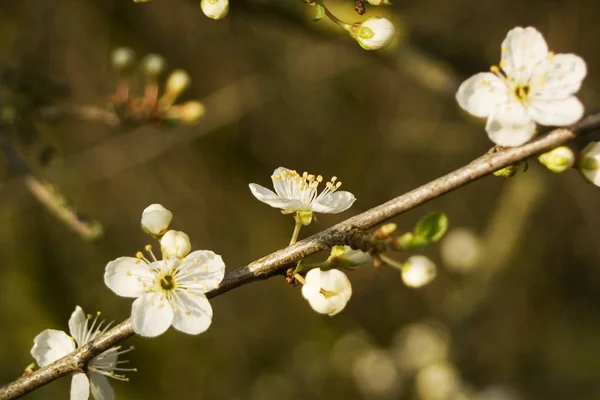 Apfelblütenbäume Blütenblätter — Stockfoto