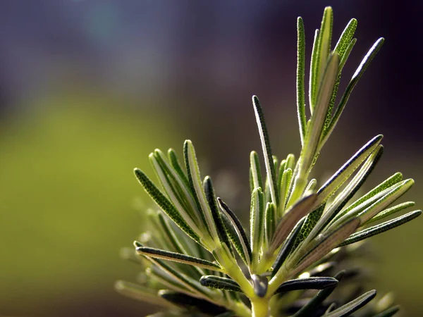 Zöld Rozmaring Növényi Flóra — Stock Fotó
