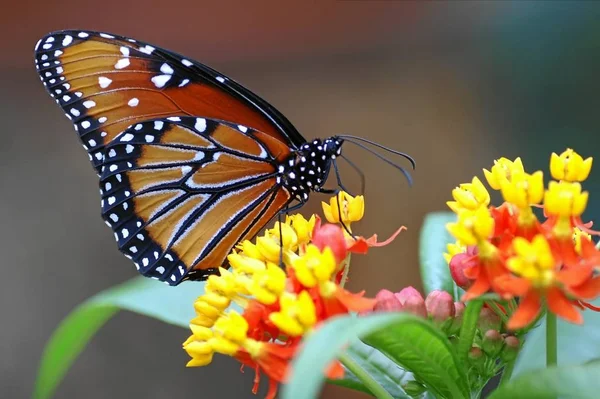 Vue Rapprochée Beau Papillon Coloré — Photo