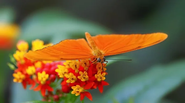 Tal Vez Alguien Conozca Mariposa Nthanks Eva Para Identificación Especies — Foto de Stock