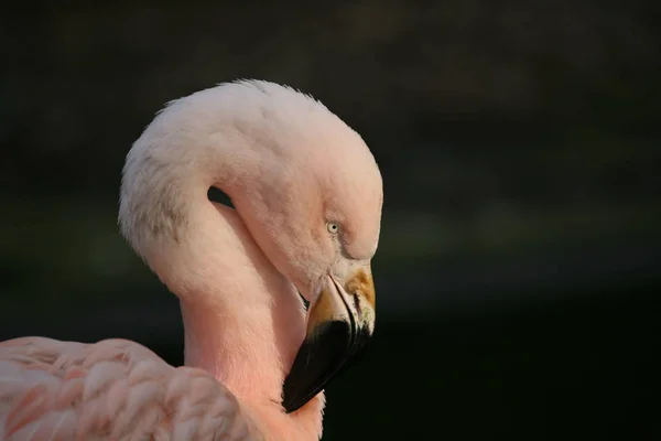 Pássaro Extremamente Fino Rosa — Fotografia de Stock