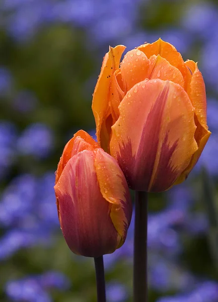 Fleurs Tulipes Fleurs Flore Printanière — Photo
