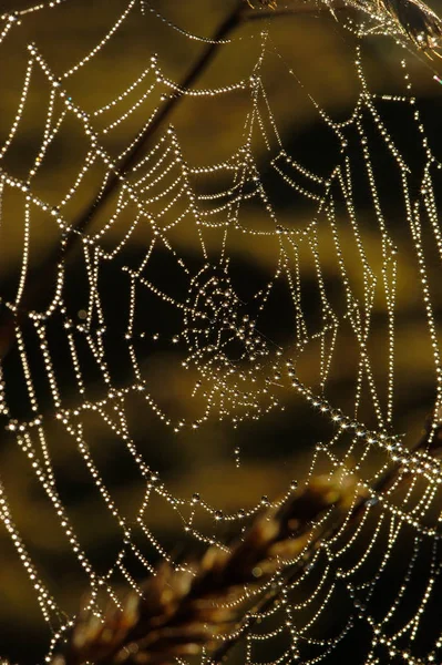 Aranhas Web Rede Aranha — Fotografia de Stock
