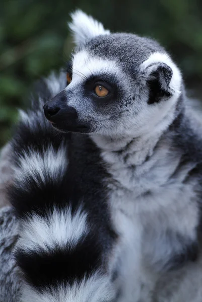 Cincin Ekor Lemur Hewan Flora Dan Fauna — Stok Foto