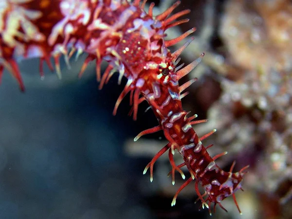 海の生き物の水中写真 — ストック写真