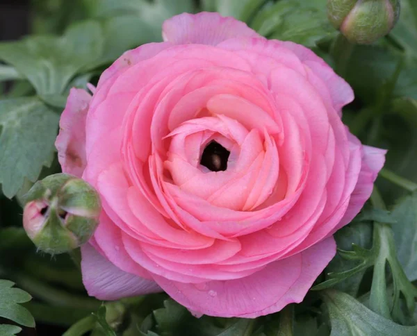 Think Plant Ranunculus Totally Sure Who Can Help Nlg Nbea — Stock Photo, Image
