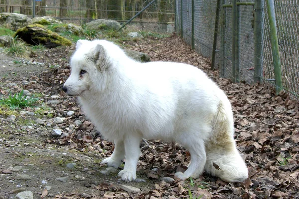 Ice Fox White Fur Fox — Stock Photo, Image