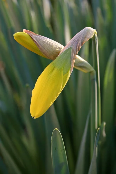 Soon Blooming — Stock Photo, Image