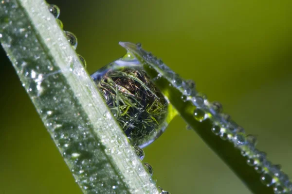 Morning Dewdrops Grass Close — Stock Photo, Image