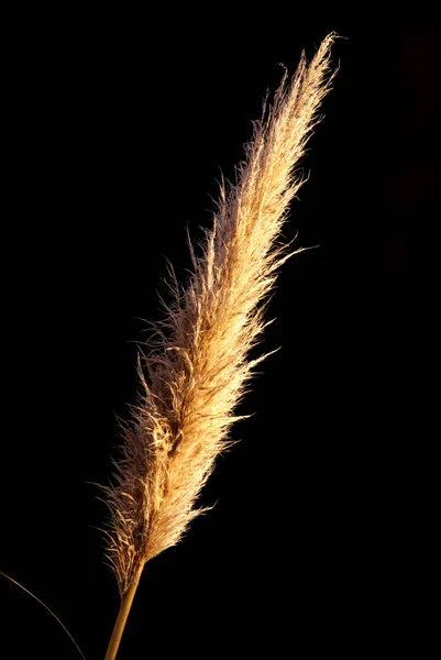 Aussichtsreiche Aussicht Auf Schöne Vögel Der Natur — Stockfoto