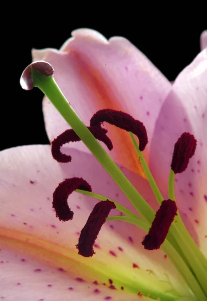 Closeup View Beautiful Lily Flower — Stock Photo, Image