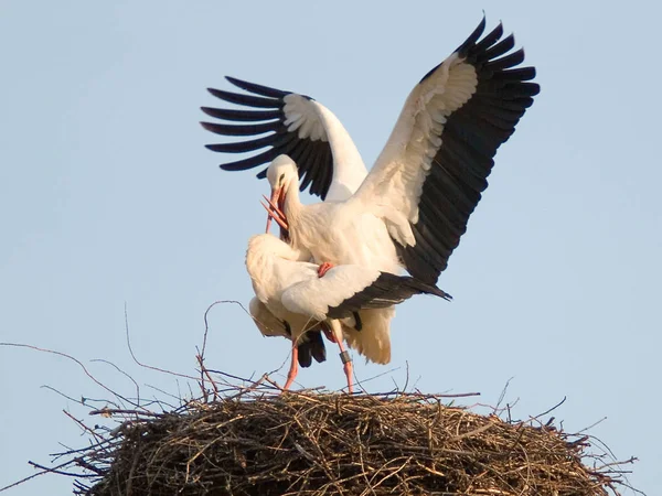 Störche Langbeiniger Langhalsiger Watvogel — Stockfoto