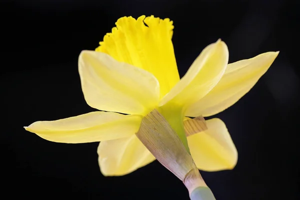 Narciso Pétalas Flores Primavera Flora — Fotografia de Stock