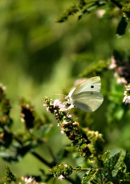 美しいカラフルな蝶の近景 — ストック写真