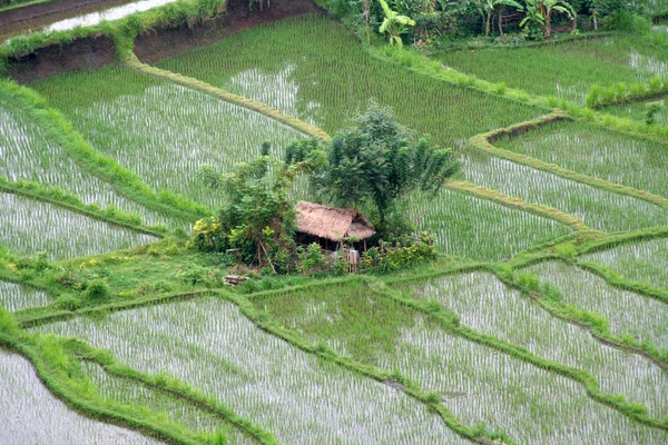 Cultivo Arroz Agricultura Rural — Foto de Stock