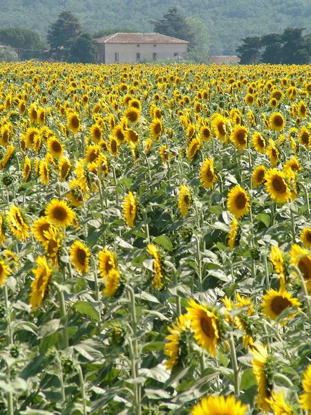 Sonnenblumenfeld Der Toskana — Stockfoto