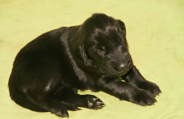 Flat Coated Retriever Weeks Old — Stock Photo, Image