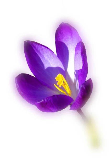 Flores Croco Flora Primavera — Fotografia de Stock