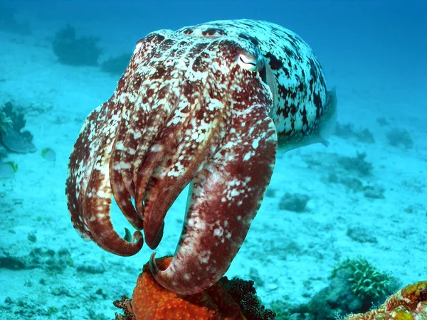 Szenischer Blick Auf Die Unterwasserwelt — Stockfoto