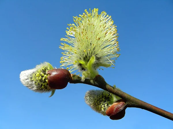 Pussy Willow Spring Catkin — Stock Photo, Image