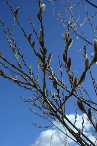 Close View Willow Catkins — Stock Photo, Image