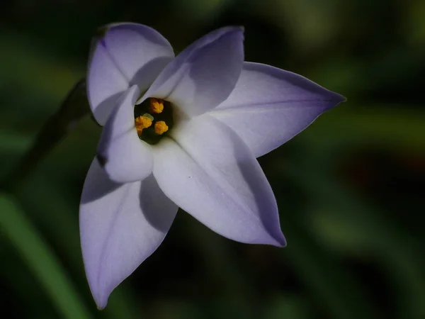 Ipheion Uniflorum Gwiazda Wiosenna — Zdjęcie stockowe