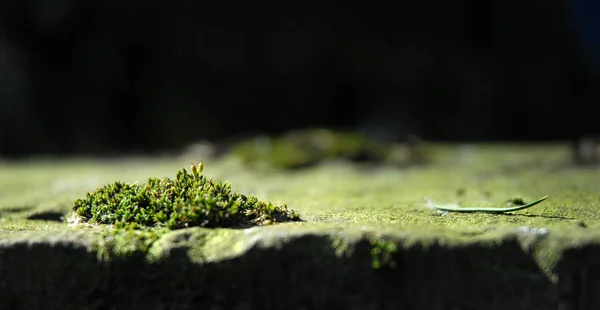 Vista Ravvicinata Insetto Natura — Foto Stock