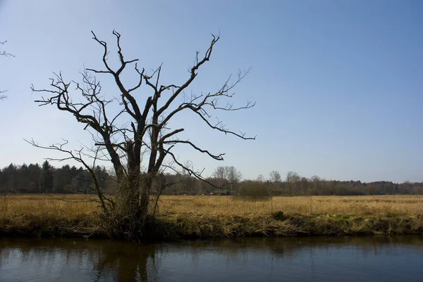 Zabite Drzewa Nad Rzeką — Zdjęcie stockowe