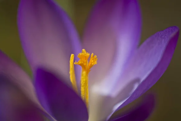 Крокуси Квітучі Квіти Природі Весняна Флора — стокове фото