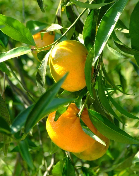 Closeup Citrus Fruits — Stock Photo, Image