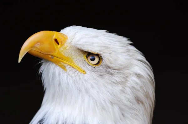 Vista Panorámica Del Majestuoso Águila Real Naturaleza Salvaje — Foto de Stock