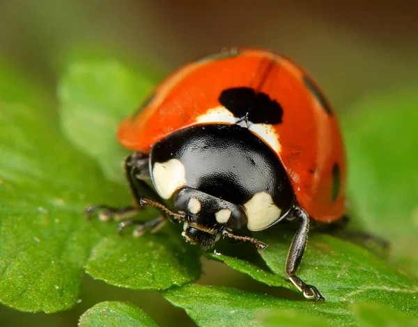 Closeup View Little Ladybird Insect — Stock Photo, Image