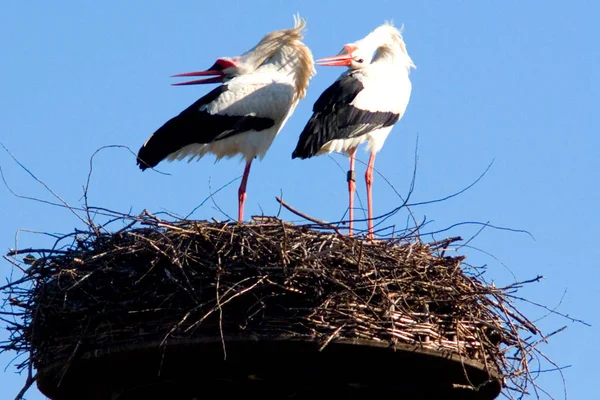 Storks Long Legged Long Necked Wading Bird — Stock Photo, Image