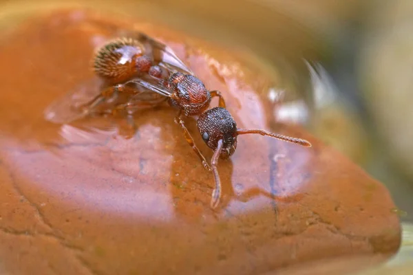 Ant Water — kuvapankkivalokuva