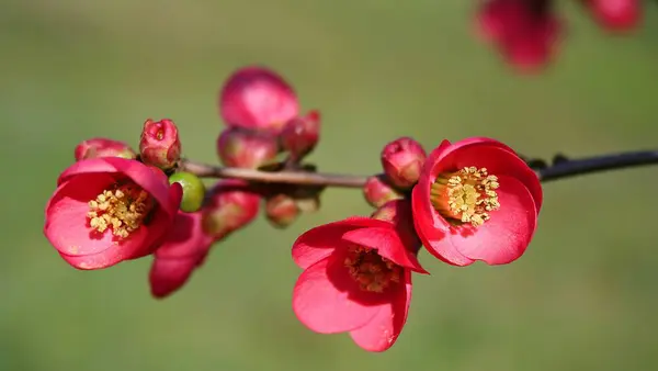 Kvetoucí Jabloně Květiny — Stock fotografie