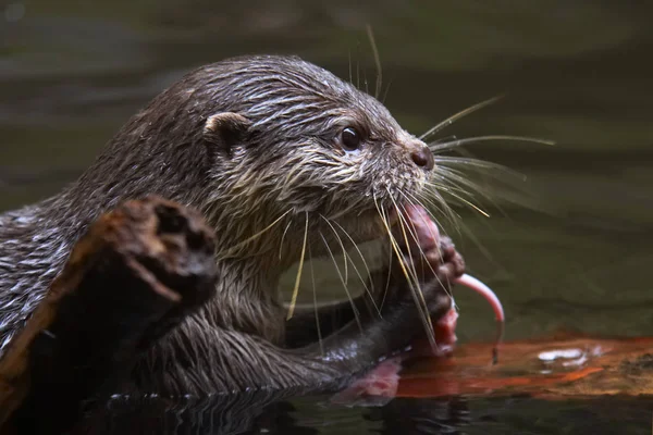 Otter Animal Acuático Mamífero —  Fotos de Stock