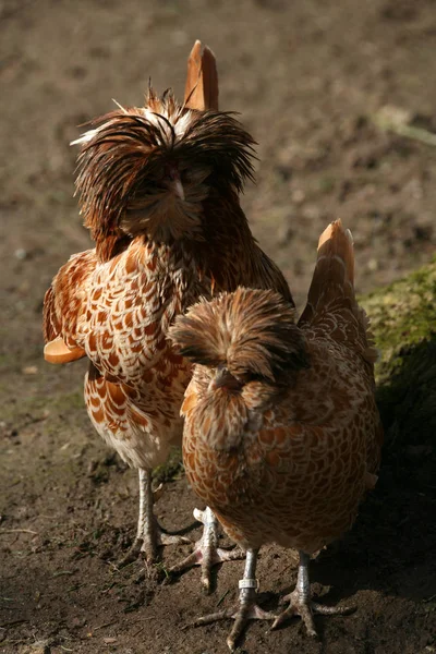 Dwarf Paduan Rooster Hen — Stock Photo, Image