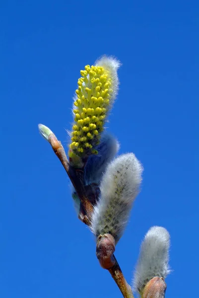 Pussy Willow Spring Catkin — Φωτογραφία Αρχείου