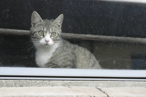 Portret Van Een Schattige Kat — Stockfoto