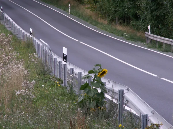 Trieste Zonnebloem Langs Weg — Stockfoto