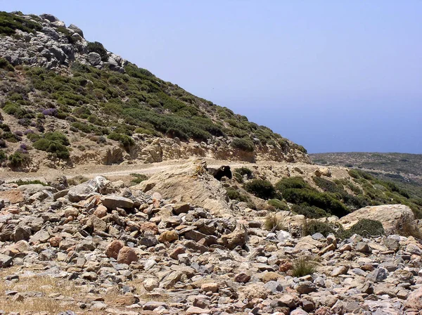 Bergziege Tier Der Natur — Stockfoto